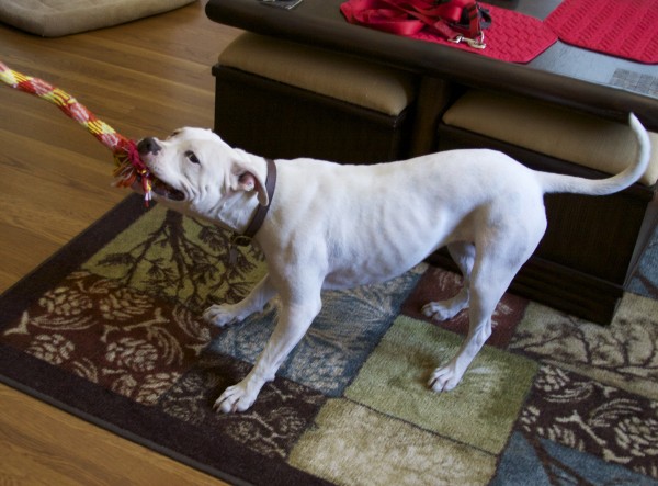 White Pit Bull Tugging On Rope Toy