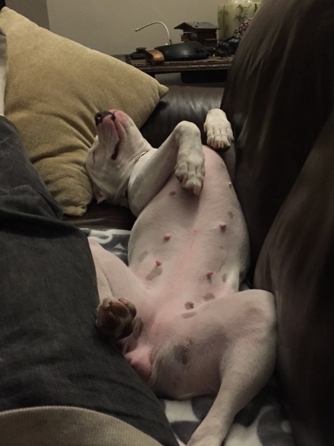 White Pit Bull Lying On Her Back On A Leather Sofa