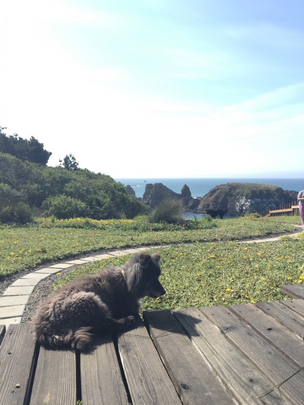 Twenty-Year-Old Keeshond Border Collie Mix Relaxing On Wooden Deck In Front Of California Coastal View