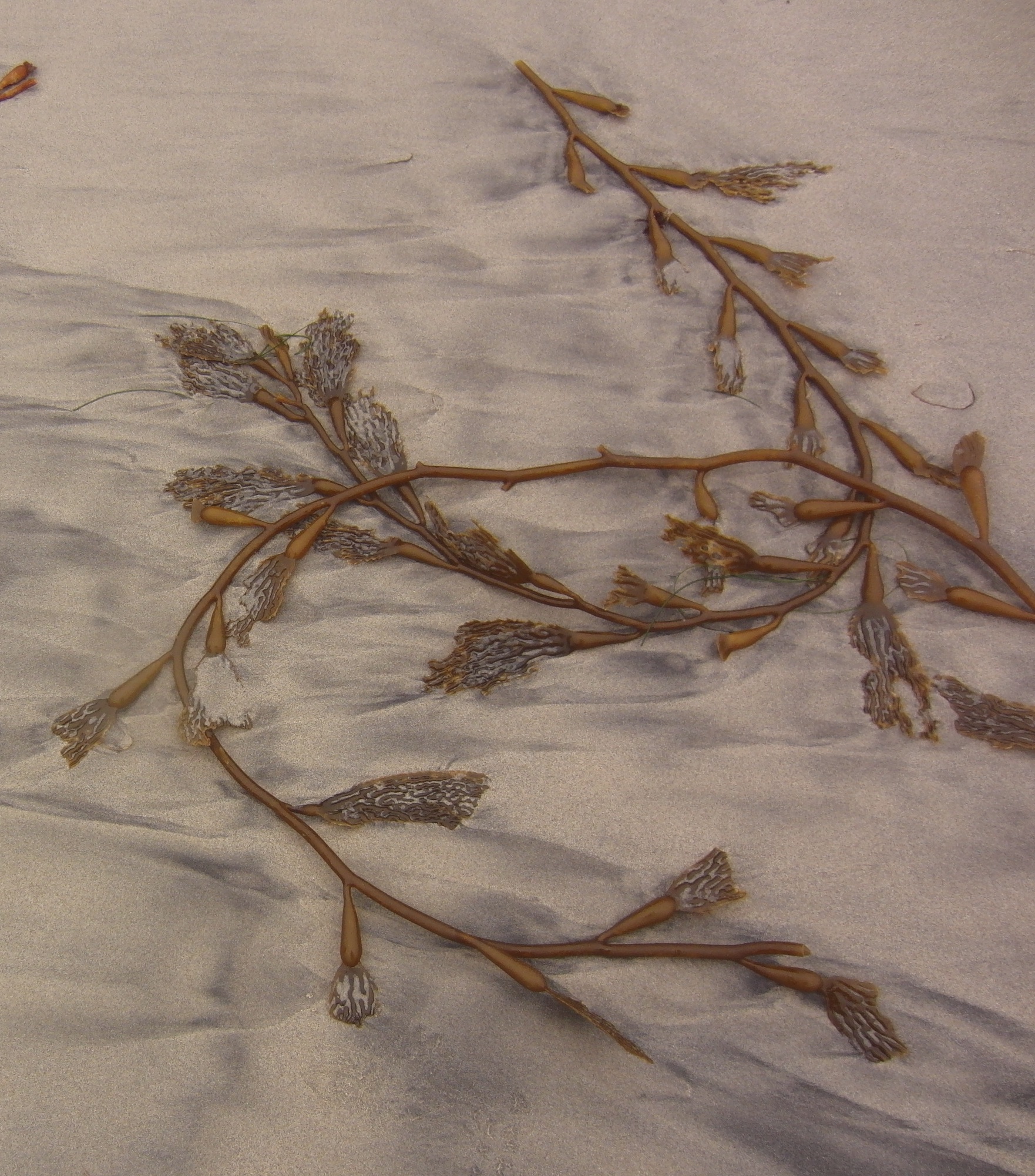 Long Dark-Amber Seaweed On A Wave-Marked Beach