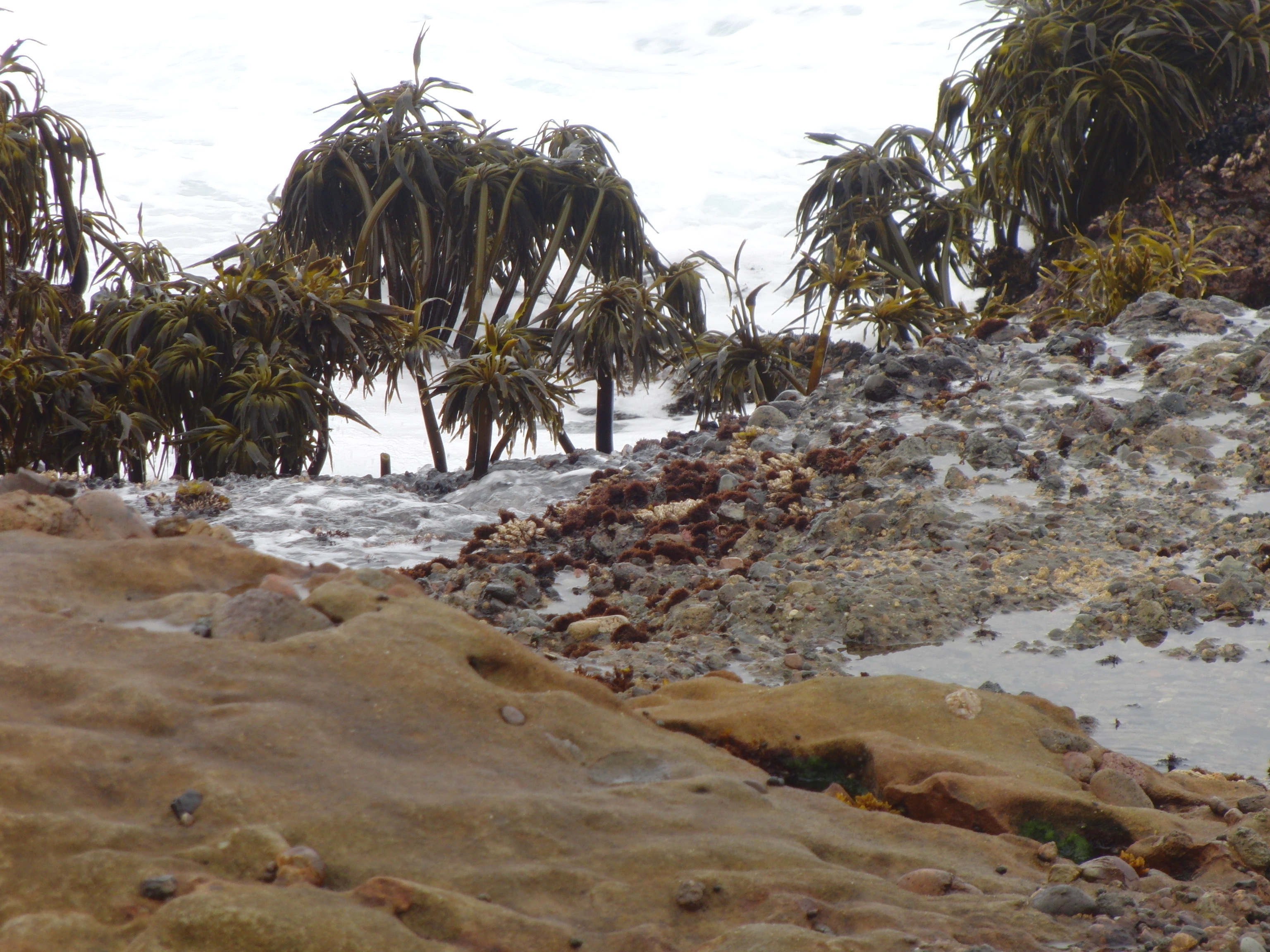 Seaweed That Looks Like Trees On A Beach