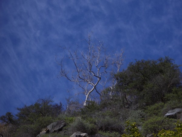 White Dead Tree Against Blue Sky Stippled With Clouds