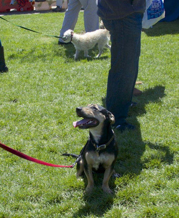 Tricolor Mixed-Breed Dog Looking Very Happy