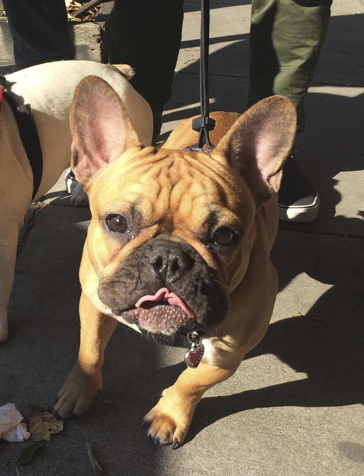 Fawn French Bulldog Sticking Out Her Tongue With Forehead Wrinkles