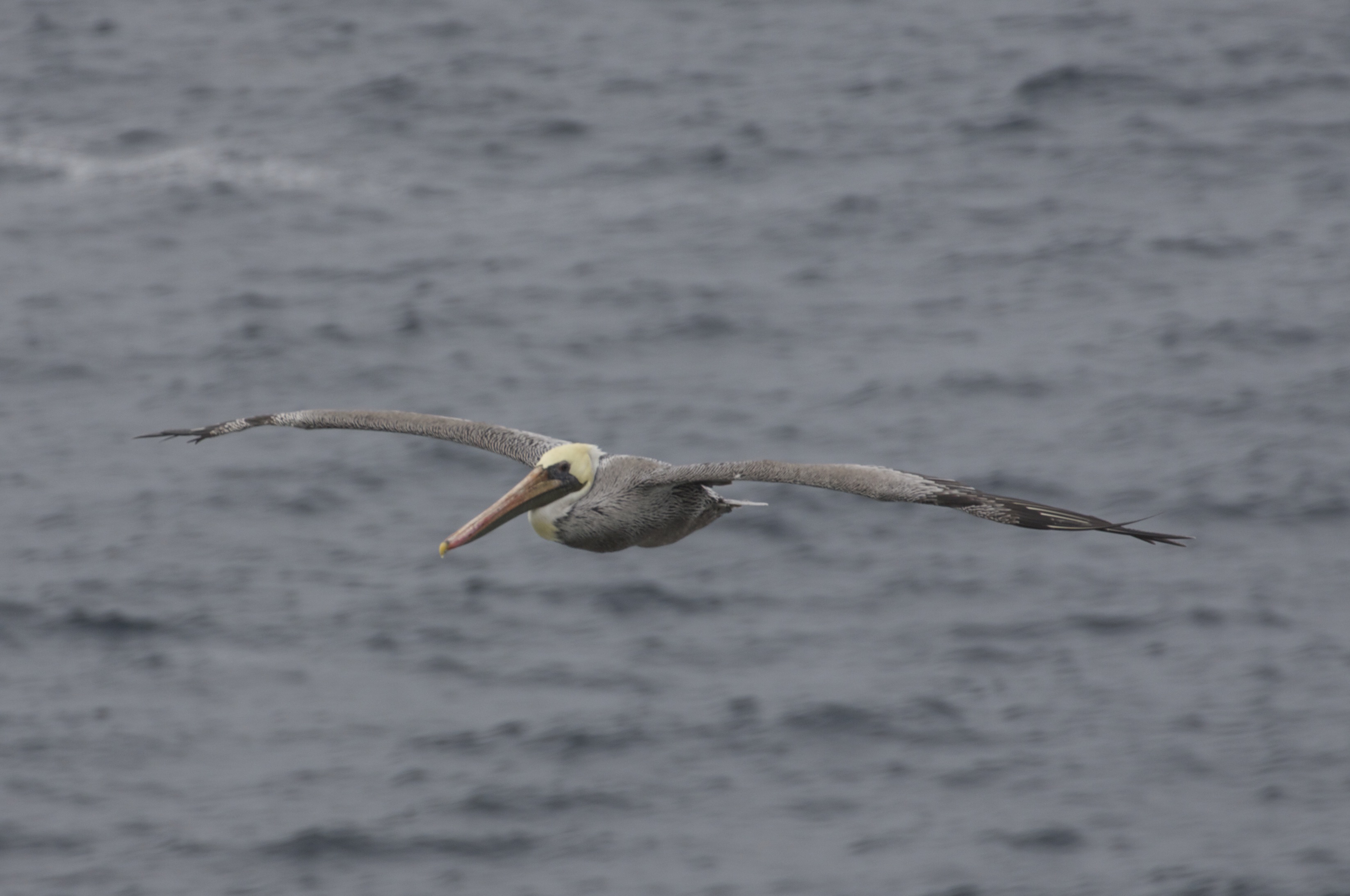 Brown Pelican Flying Towards The Camera