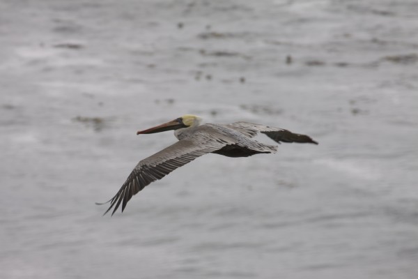 Brown Pelican Flying, With Wing Feather Detail