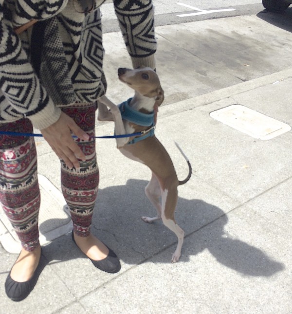 Tan And White Italian Greyhound Standing With Her Paws Against A Woman's Leg