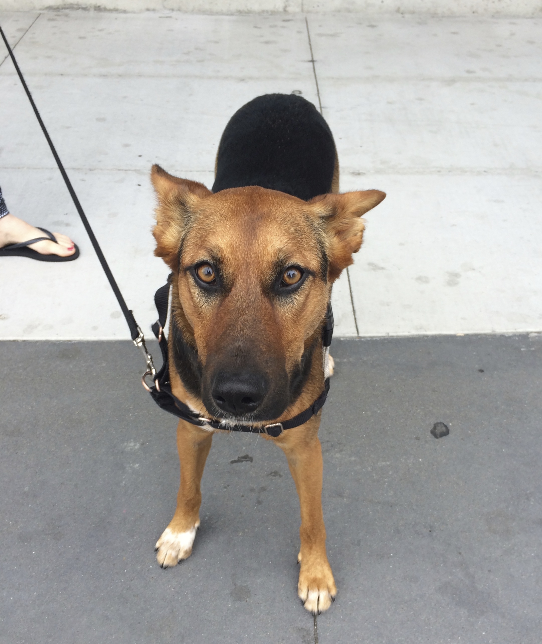 Black And Tan German Shepherd Mix With Ears Folded Back