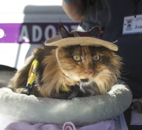 Long-Haired Calico Cat With Very Constricted Pupils Wearing Vest And Cloth Cap With Earholes