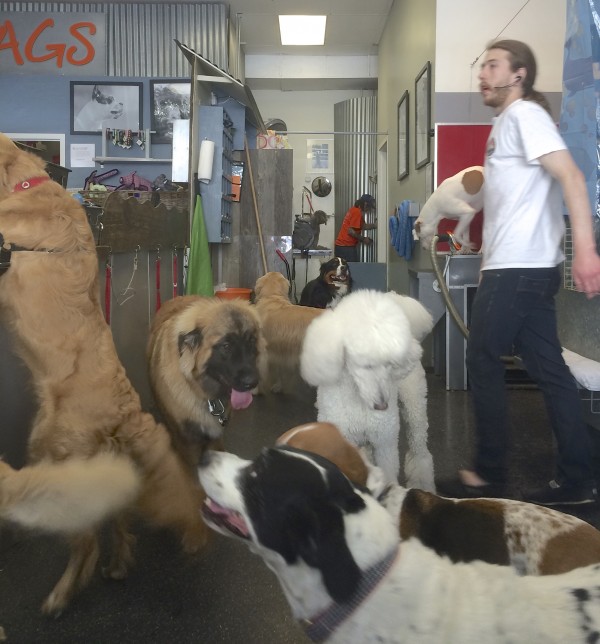 Giant Gaggle Of Dogs In A Dog Wash