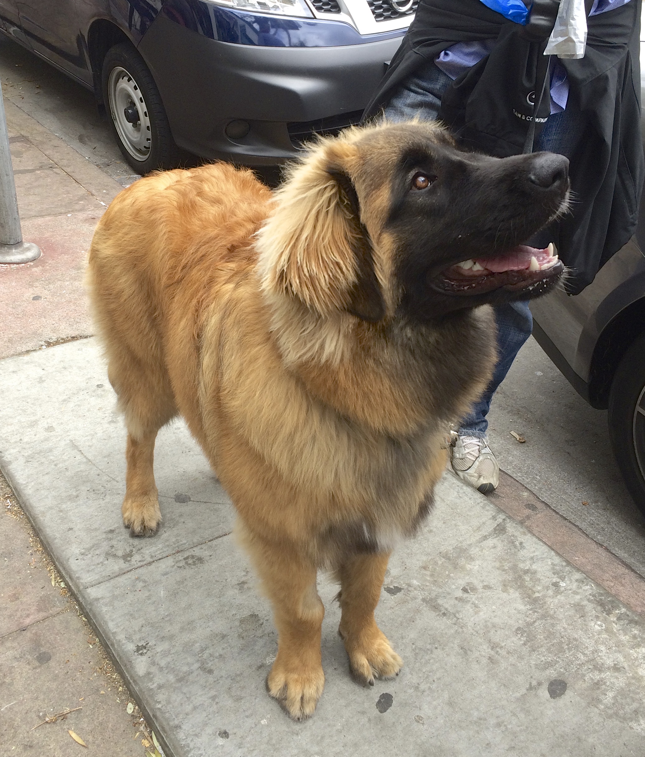 Leonberger Standing And Smiling