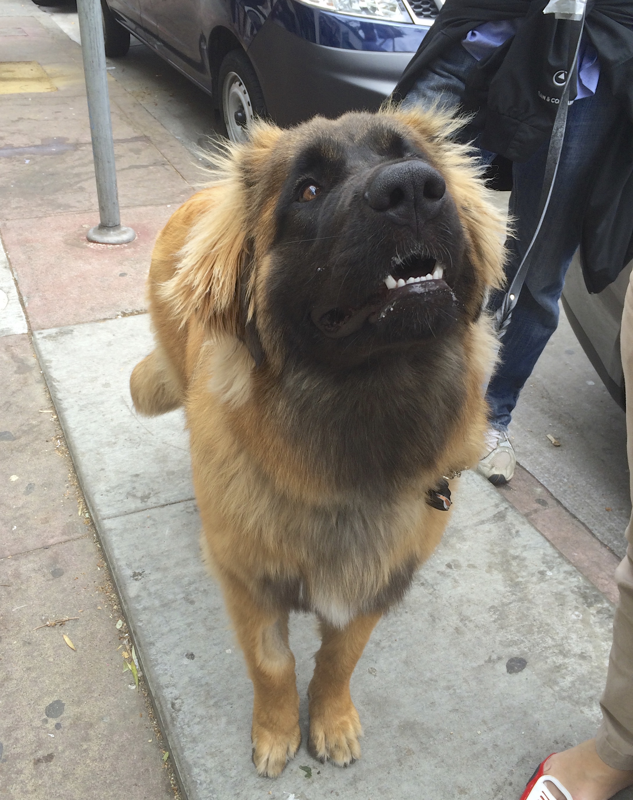 Leonberger Standing And Looking Intently At Something Out Of Camera View