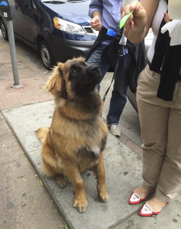 Leonberger Sitting And Staring At A Spoon
