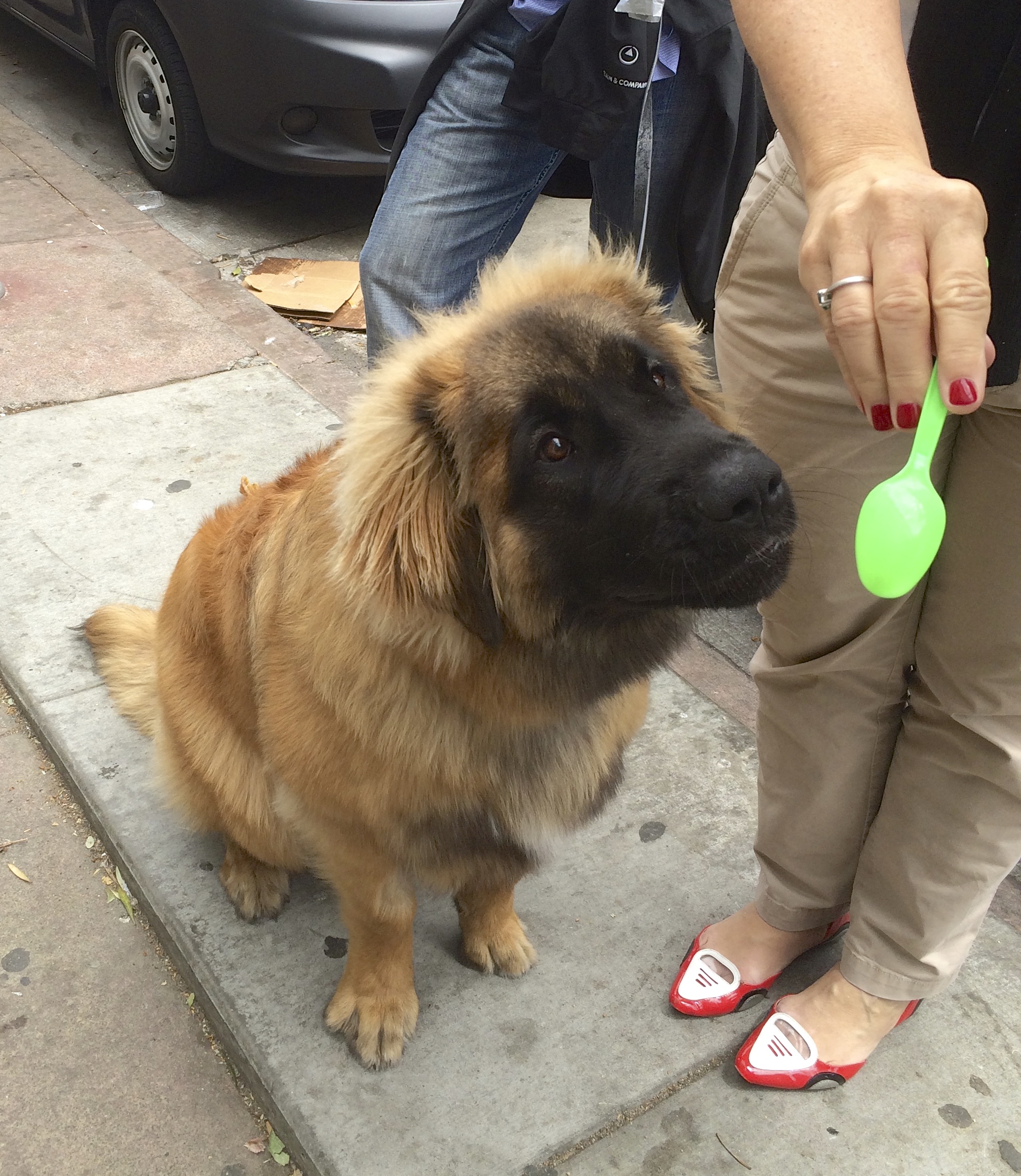 Sitting Leonberger Stretching Forward To Try To Sniff Green Plastic Spoon
