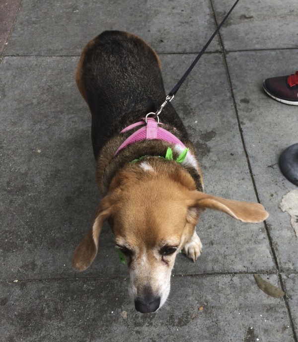 Beagle With Ears Flopped Out To The Sides
