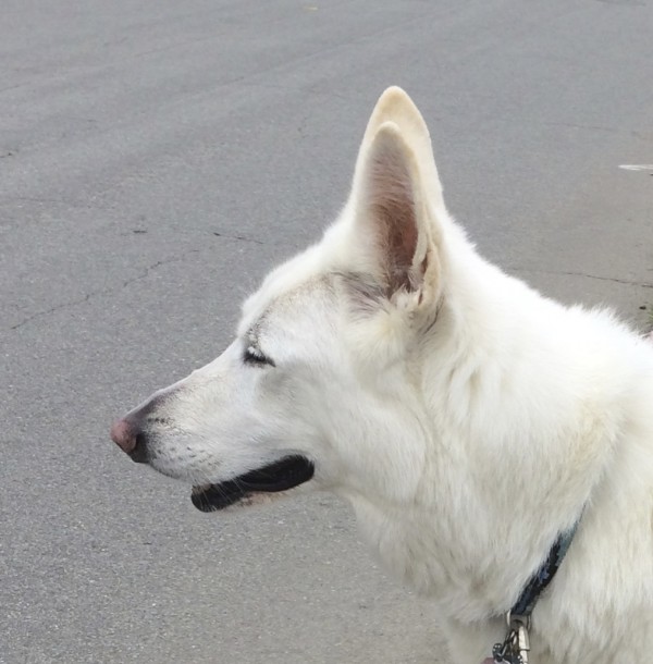 Face Of A White Shepherd With Eyes Closed