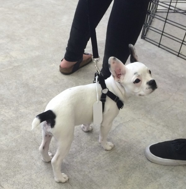 Black And White French Bulldog Puppy Trying On A New Harness And Leash