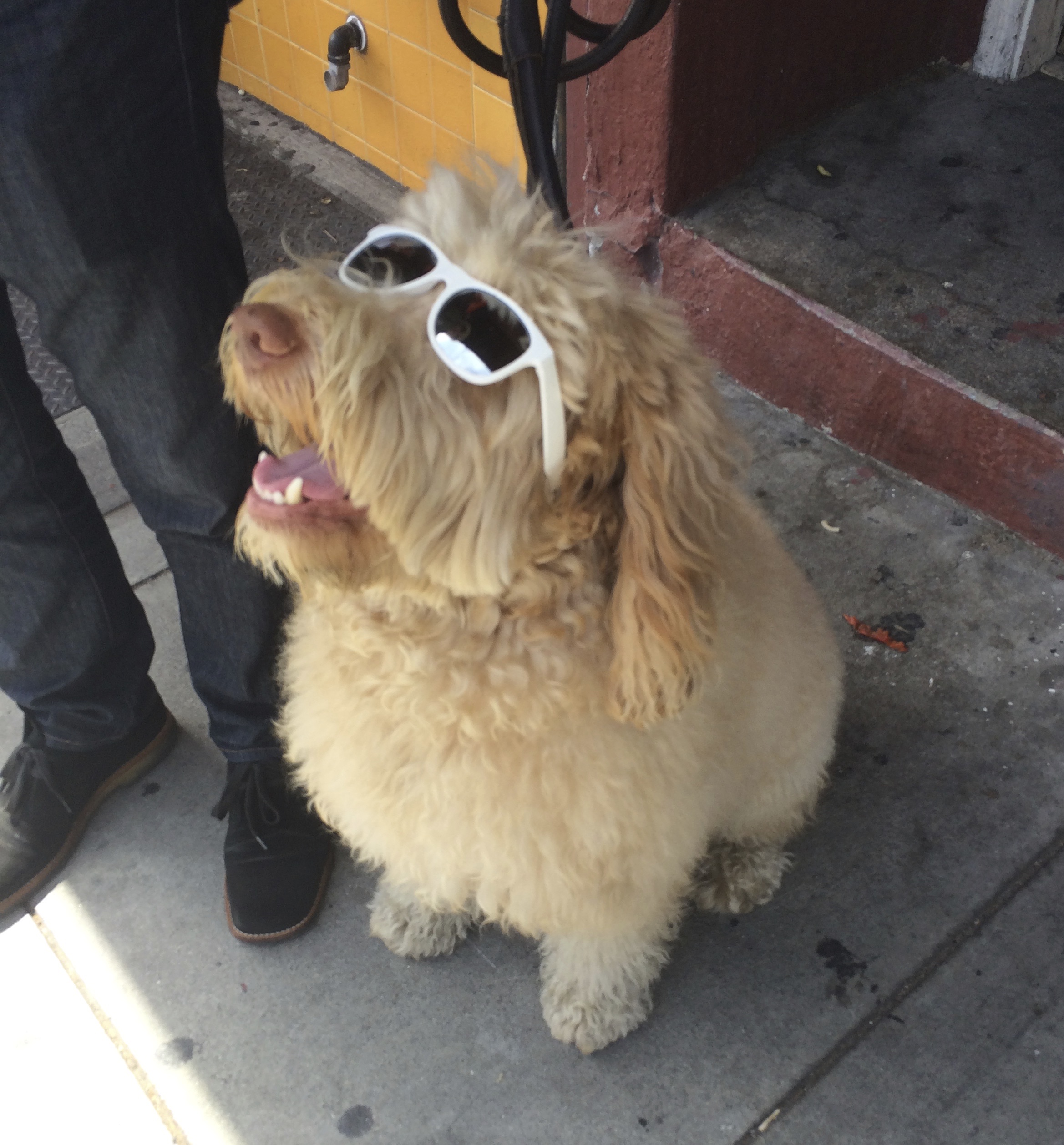 Extremely Happy And Flufy Yellow Labradoodle Wearing Sunglasses