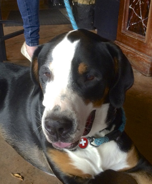 Greater Swiss Mountain Dog Face With Tongue Peeking Out
