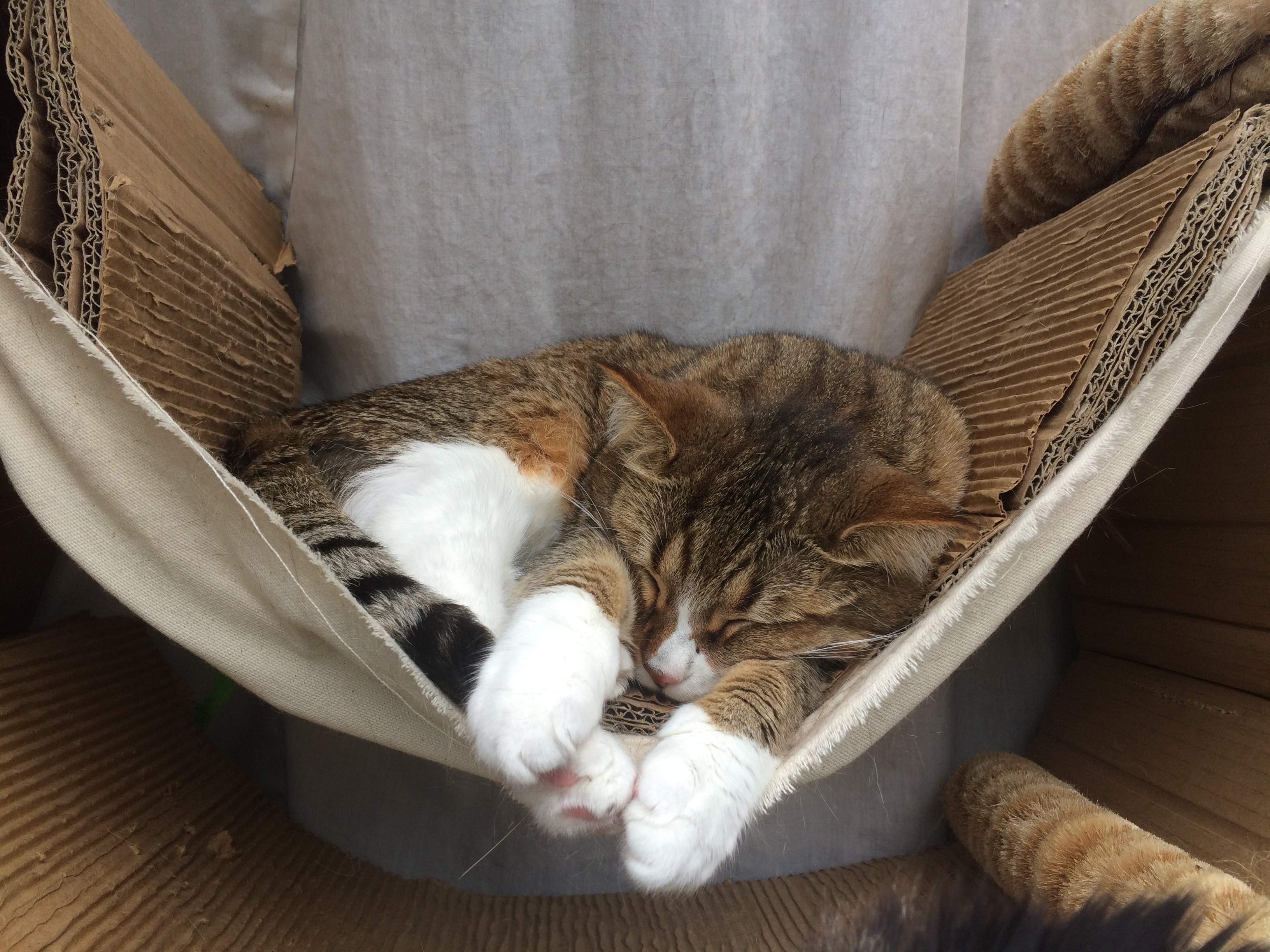 Cat Sleeping In A Hammock Lined With Corrugated Cardboard