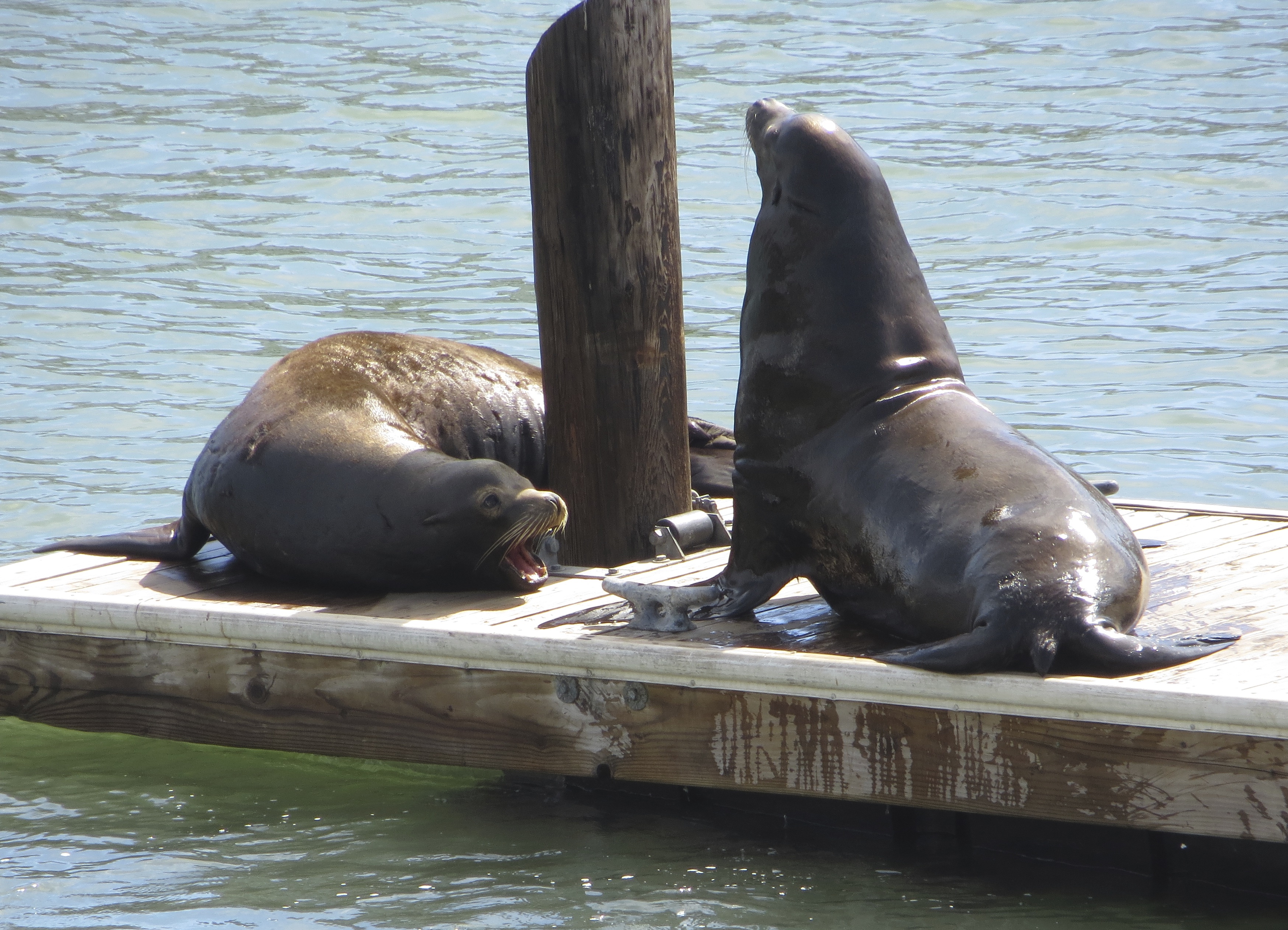 Two Sea Lions Arguing On A Pier