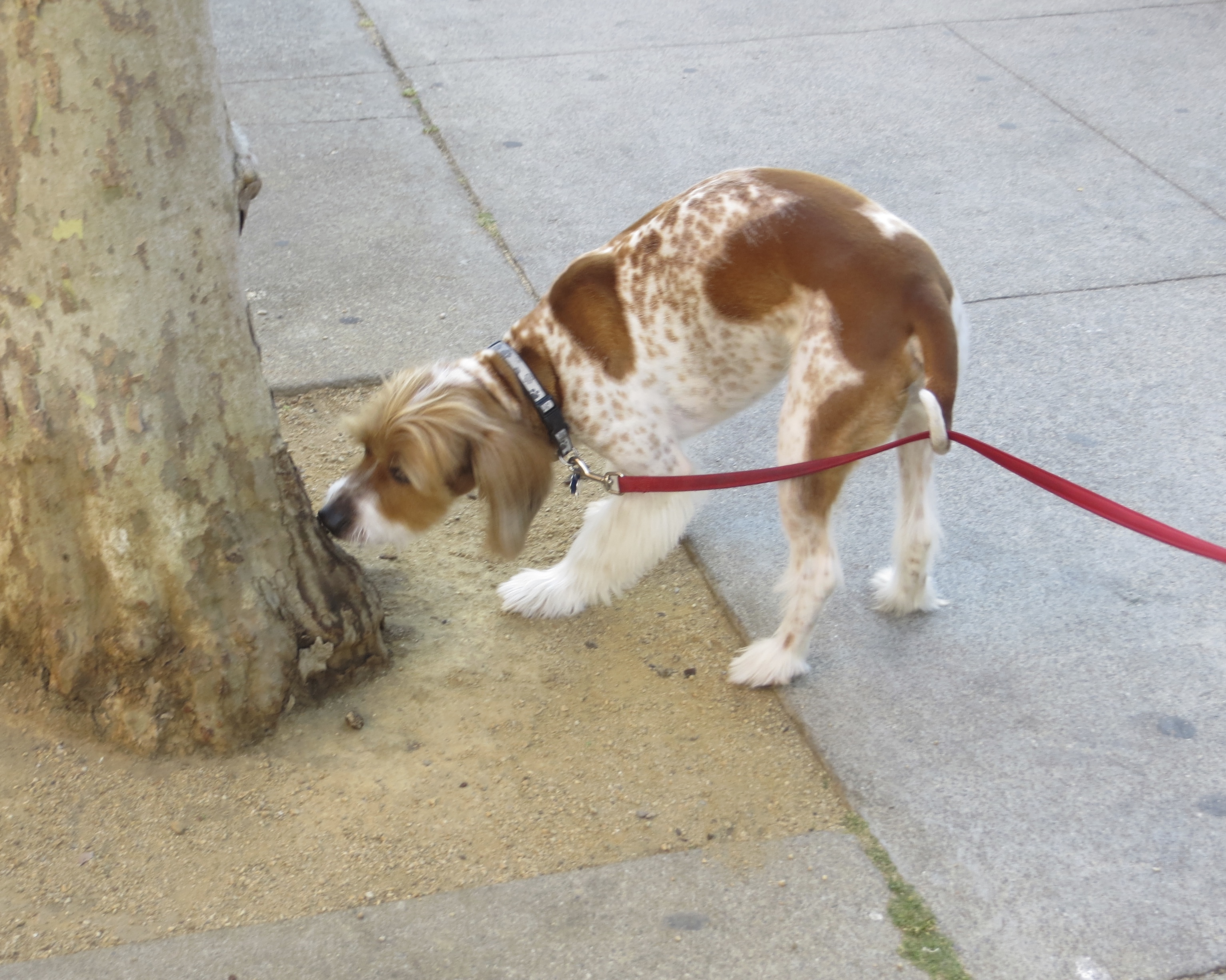 Red And White Brittany Spaniel/Jack Russell Terrier Mix Sniffing A Tree As He Holds His Leash Up With His Tail