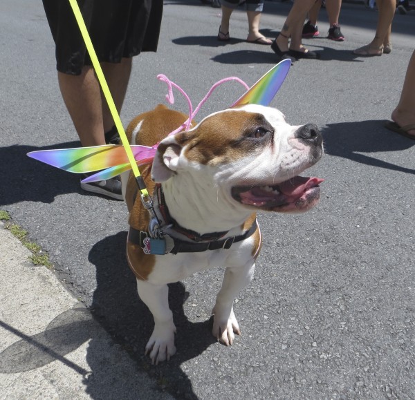 Pit Bull Mix Dressed Up In Rainbow Butterfly Wings