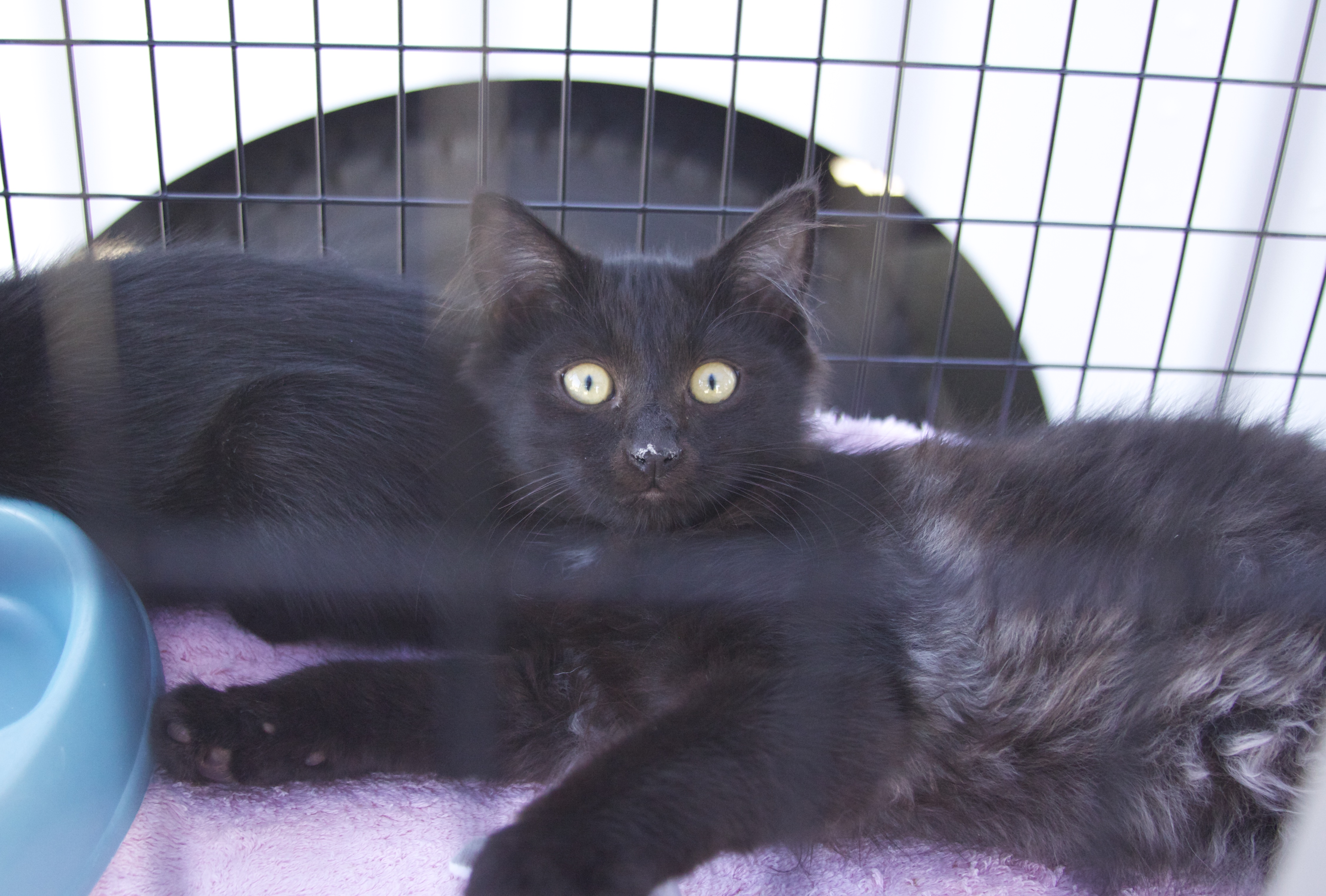 Two Black Cats In A Cage
