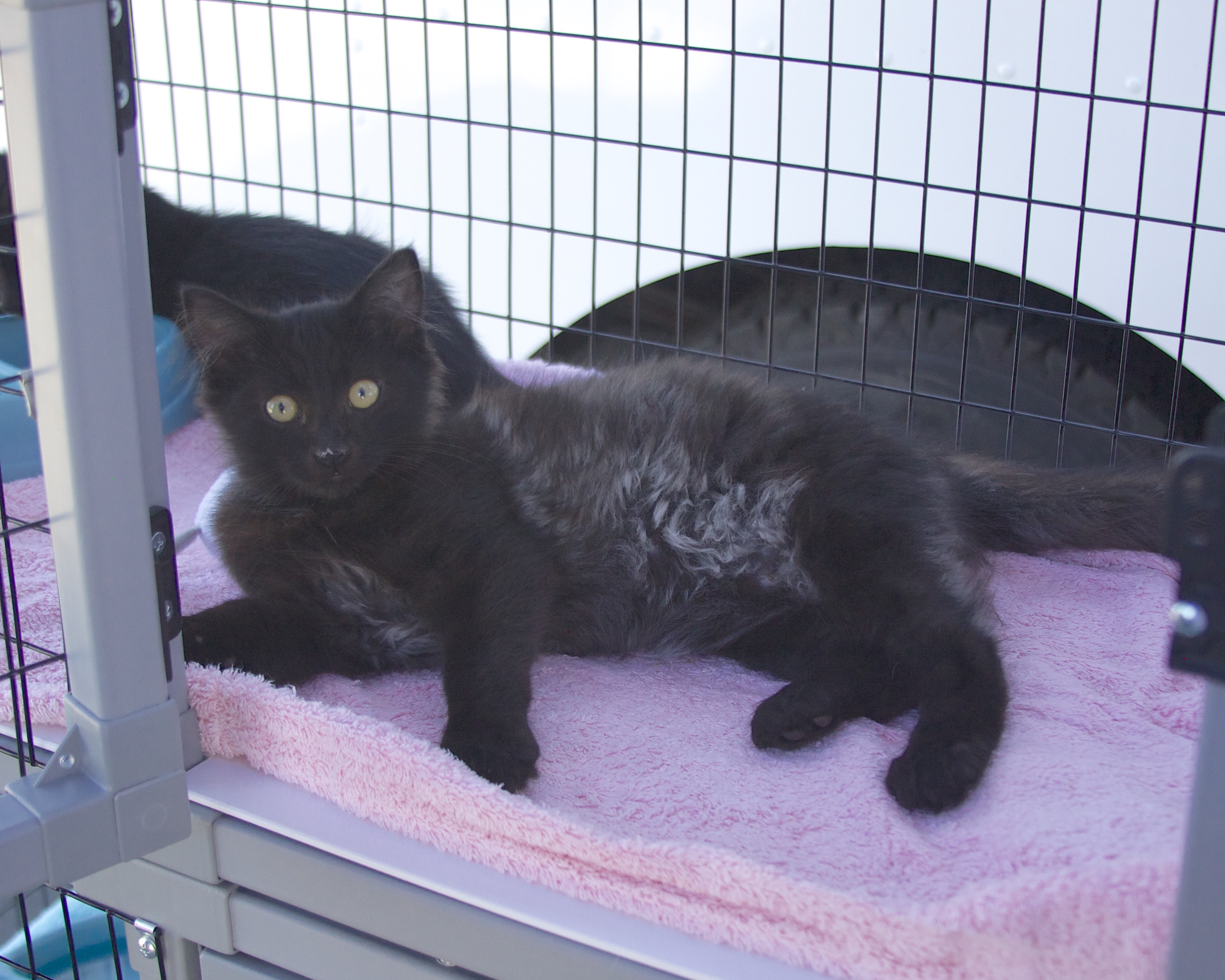 Black Cat With Some Grey On Her Tummy In A Cage