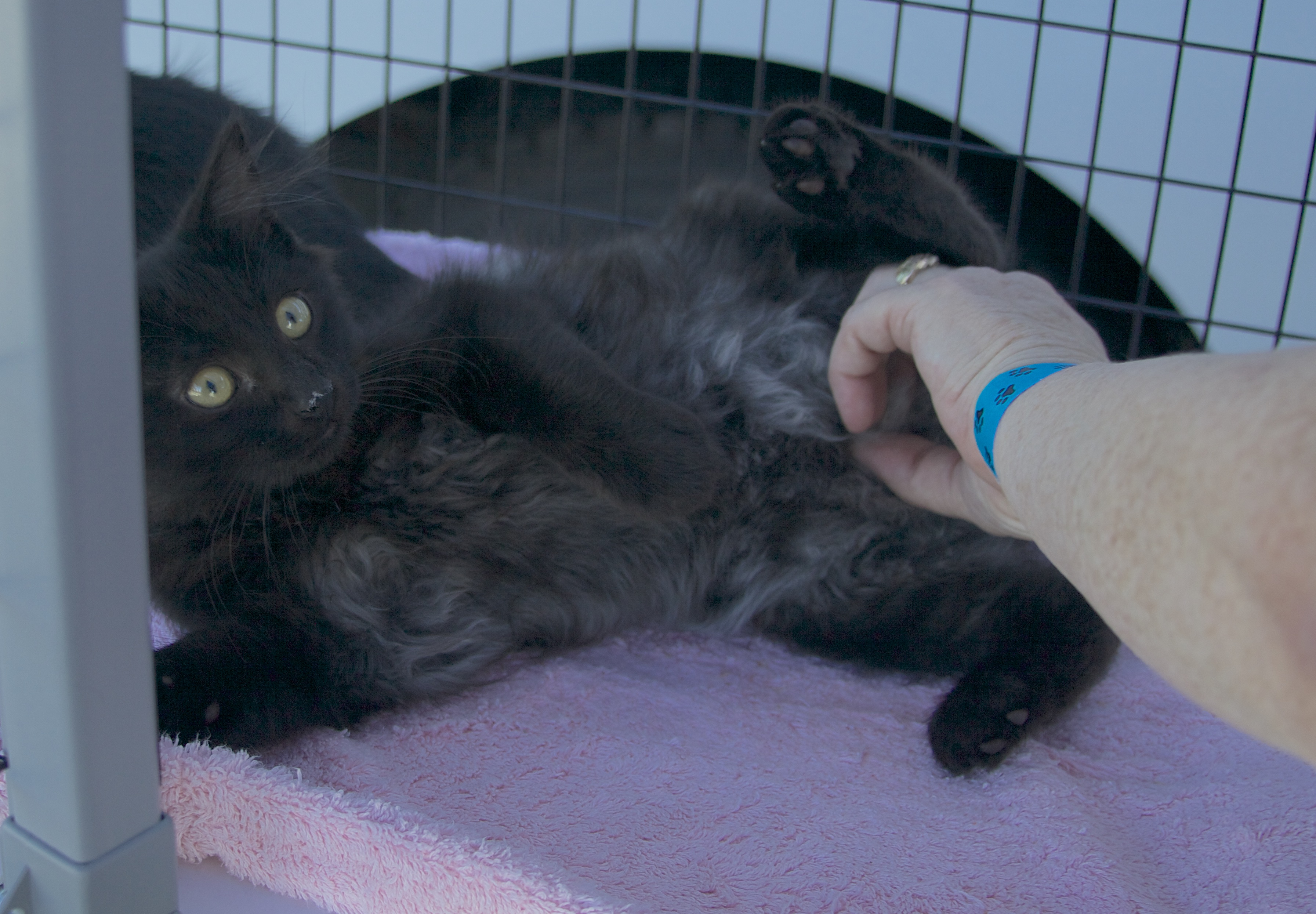 Woman Rubbing The Tummy Of A Black Kitten In A Cage