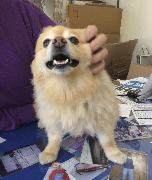 Brown Pomeranian Looking Ecstatic as Someone Pets Him