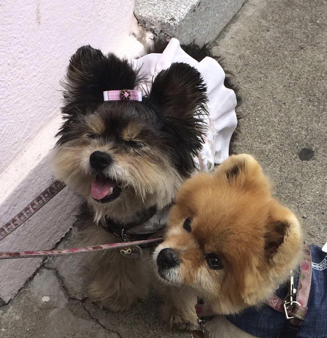 A Yorkshire Terrier And A Pomeranian, Both Wearing Dresses