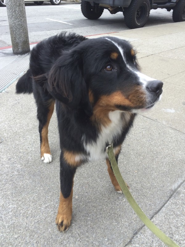 9 Month Old Bernese Mountain Dog