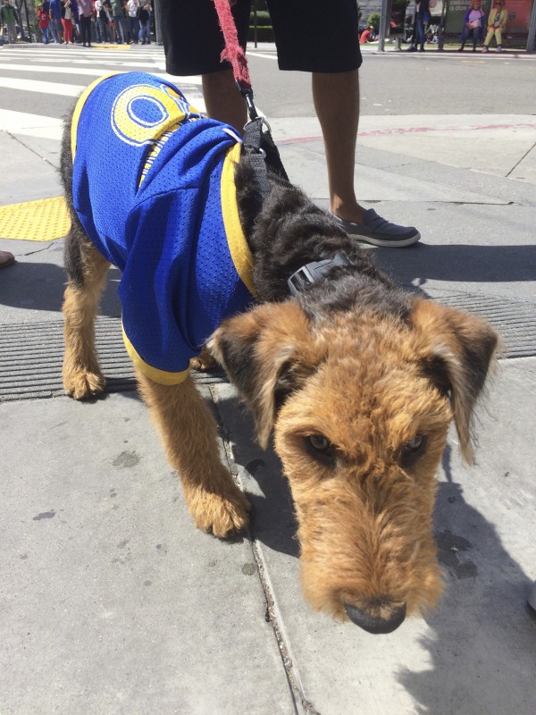 Airedale Terrier Puppy In Golden State Warriors Shirt