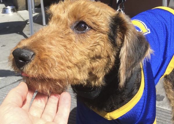 Photographer Petting Airedale Terrier Puppy In Golden State Warriors Shirt