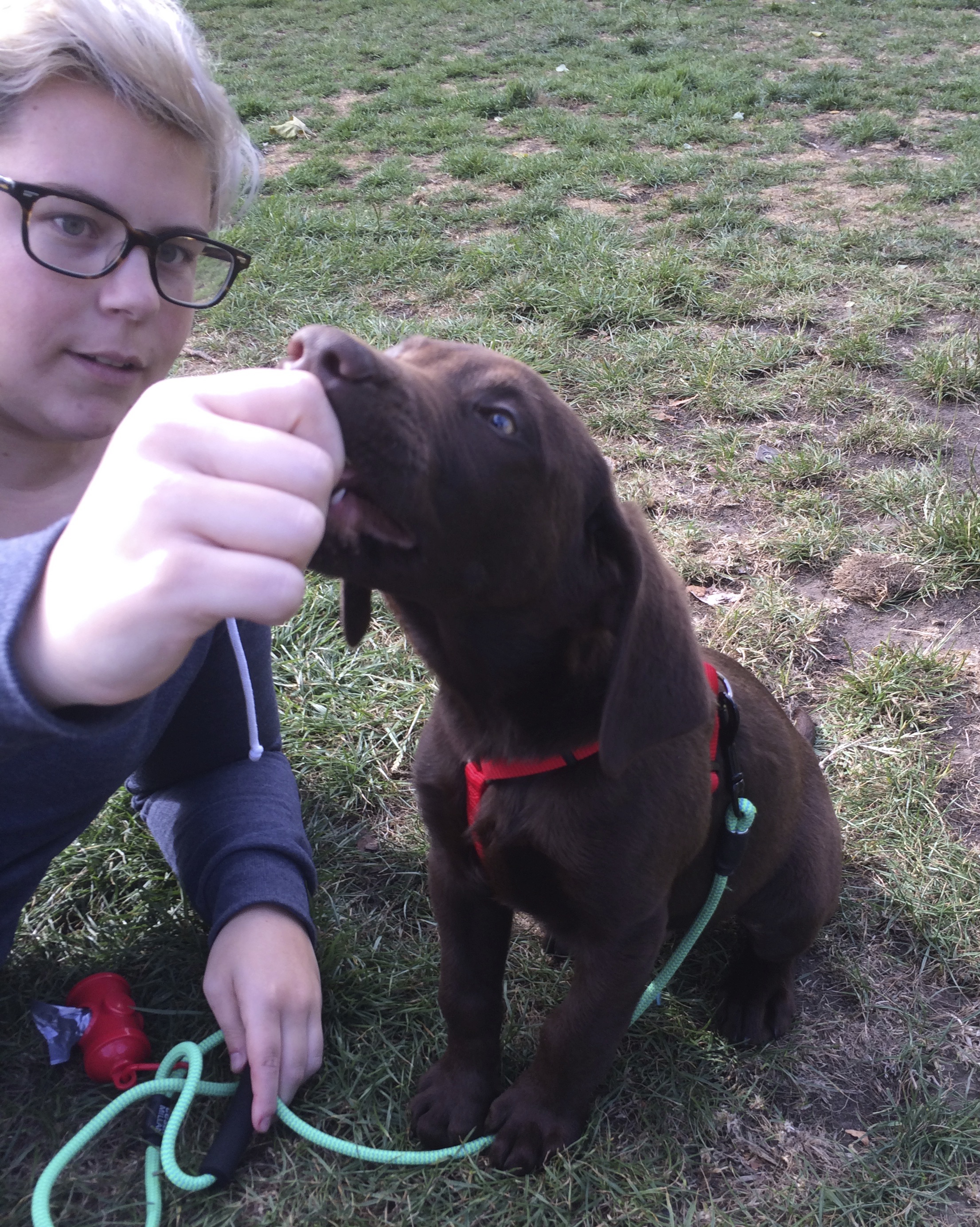 Woman Feeding Chocolate Labrador Retriever Puppy