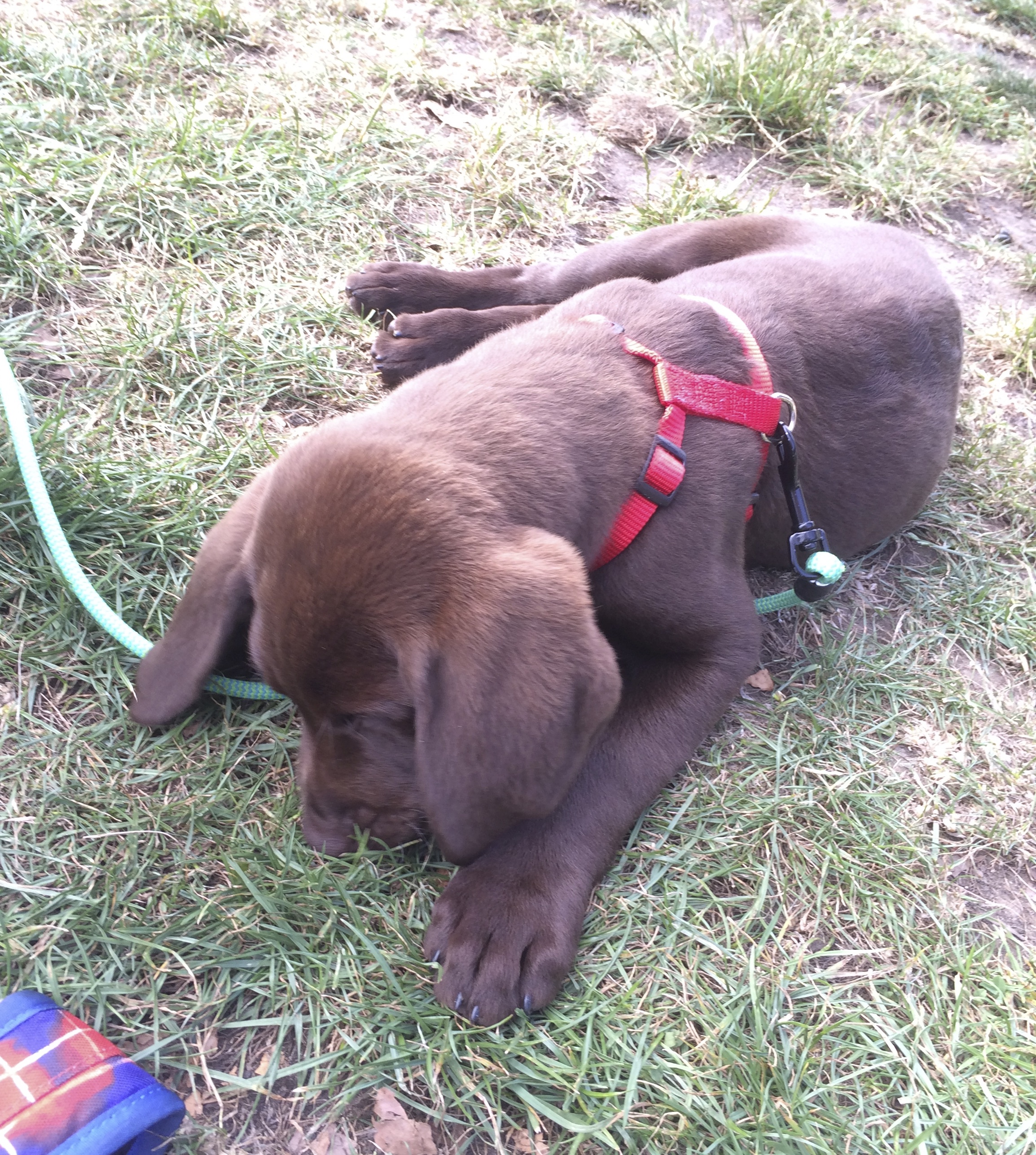 Chocolate Labrador Retriever Puppy Lying Down With Legs Sticking Out To One Side