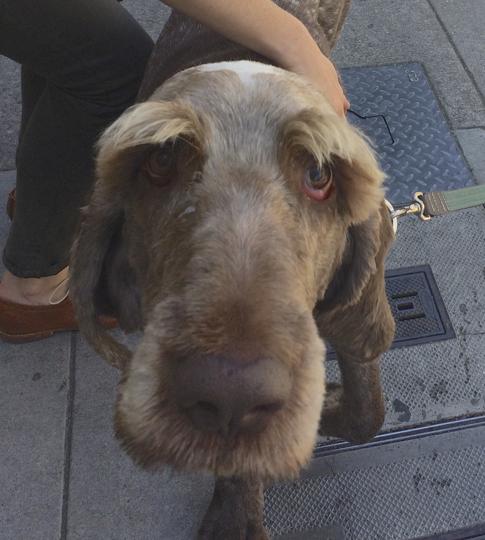 Shaved Spinone Italiano With Huge Eyebrows