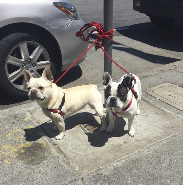 Tan French Bulldog And Black And White French Bulldog Tied To Parking Meter