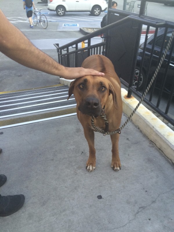 Rhodesian Ridgeback Sitting Being Petted And Staring At The Camera