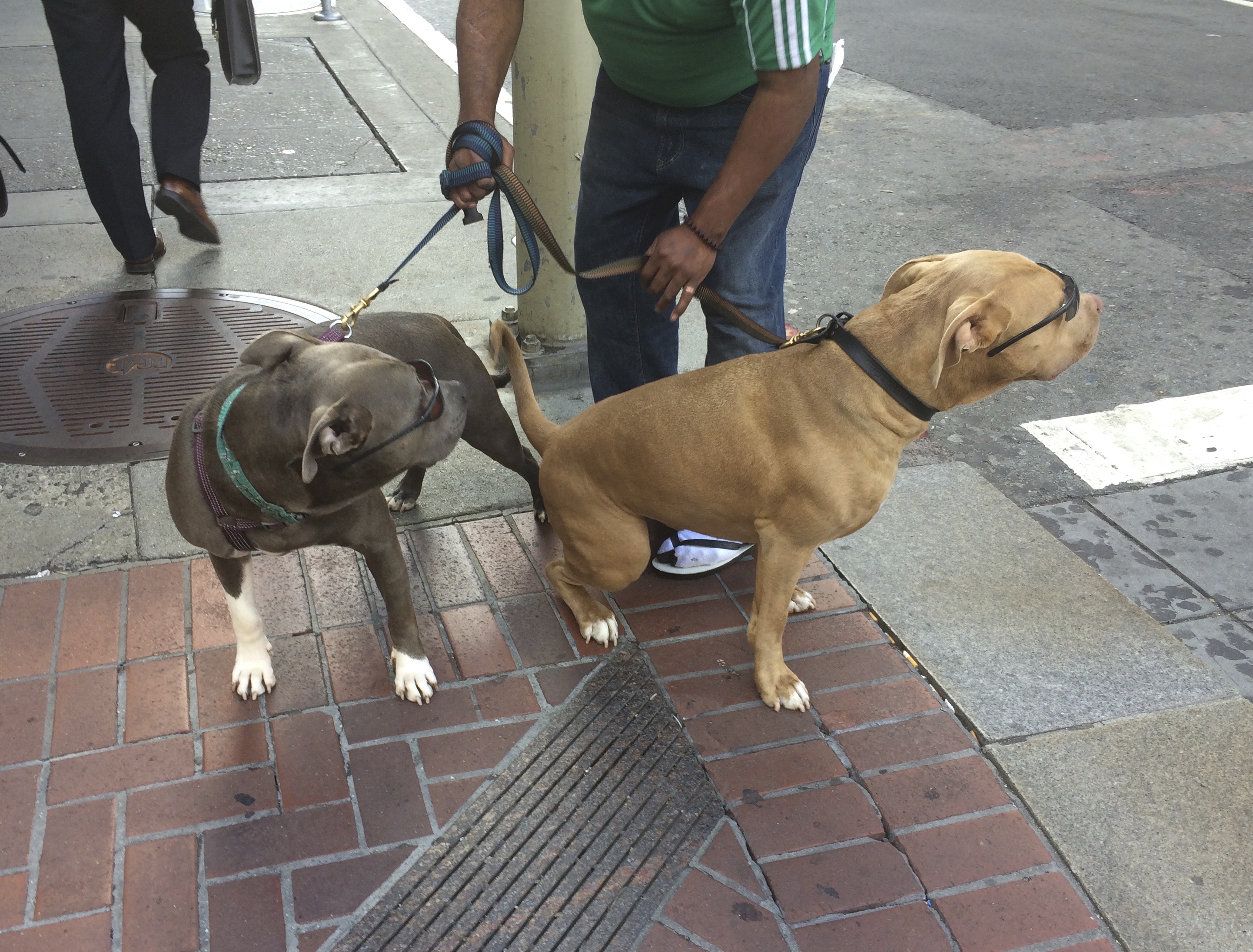 Fawn Pit Bull And Blue Pit Bull, Both Wearing Sunglasses