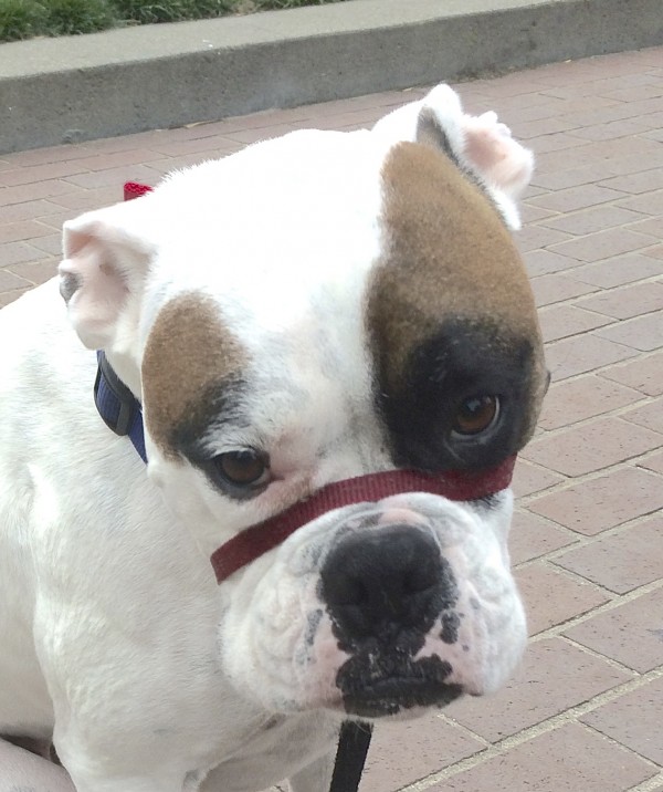 Parti-color Brown White And Black Boxer With Black Spot Over One Eye And A Plaintive Expression