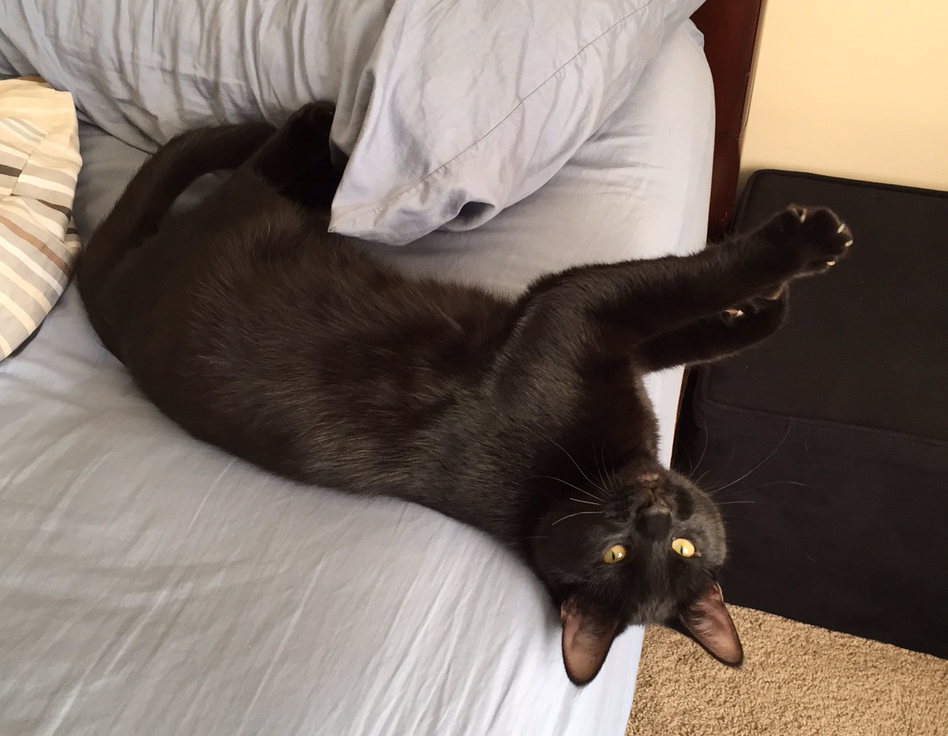 Black Cat Upside Down On A Bed With Claws Out