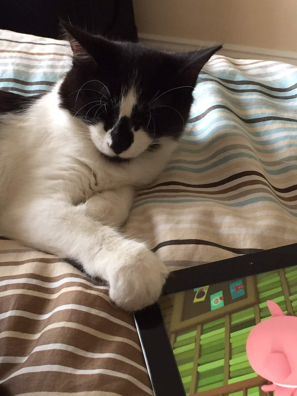 Tuxedo Cat Holding An iPad.