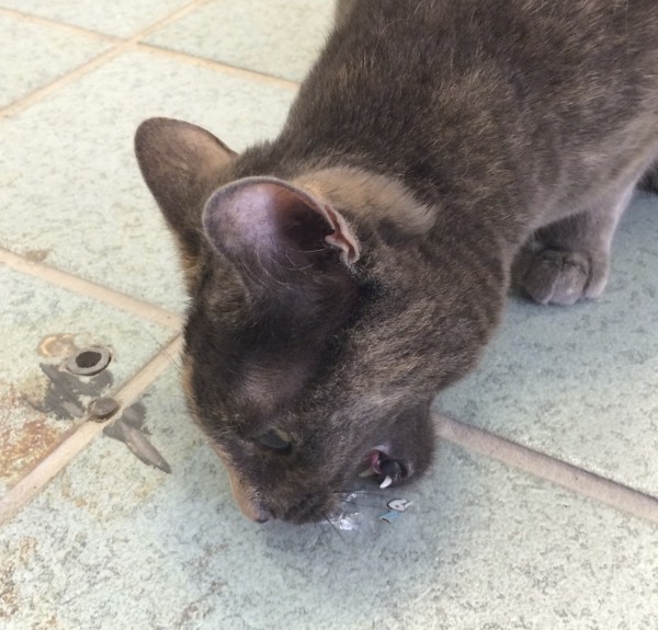 Tortoiseshell Cat Picks Up Crinkly Bit Of Plastic Wrapping