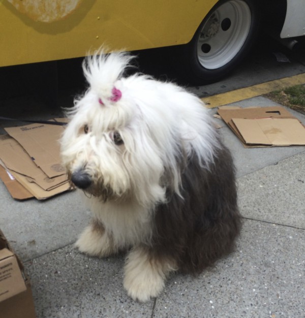 Very Shaggy Old English Sheepdog With Topknot