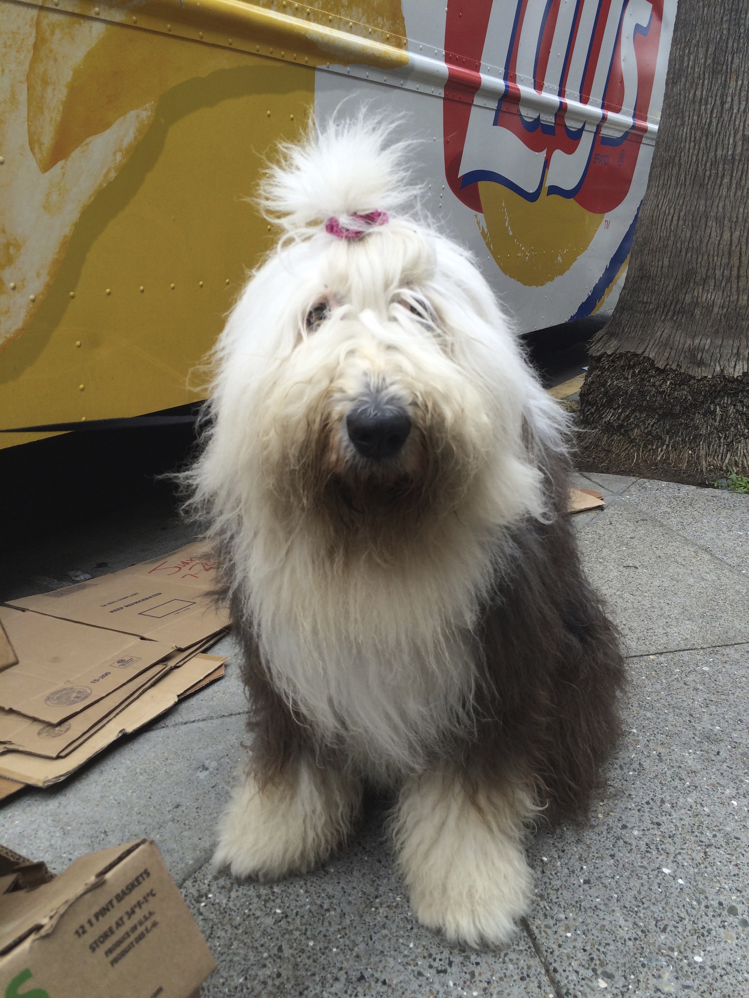 Very Shaggy Old English Sheepdog With Topknot