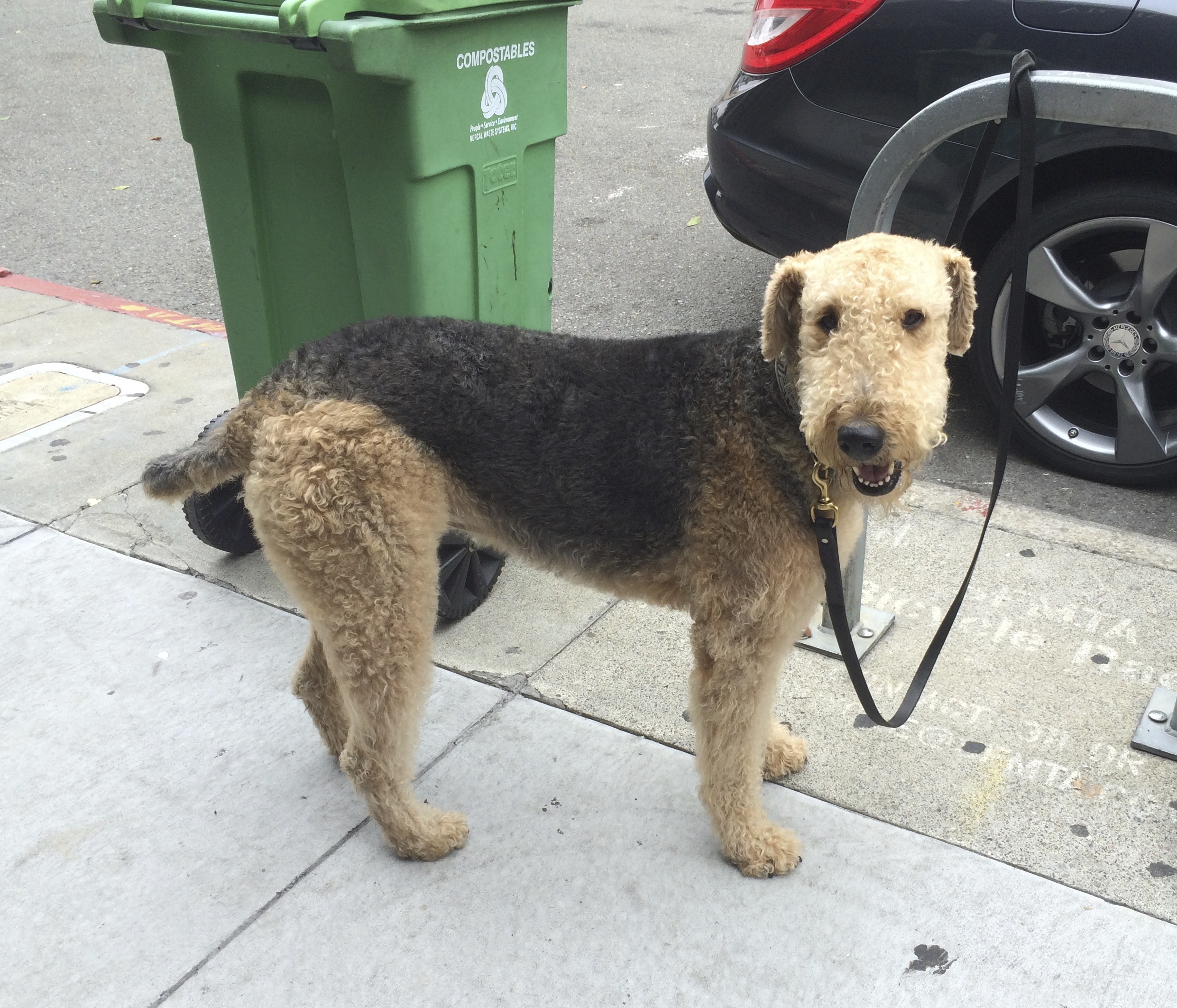 Airedale Terrier Tied To Post