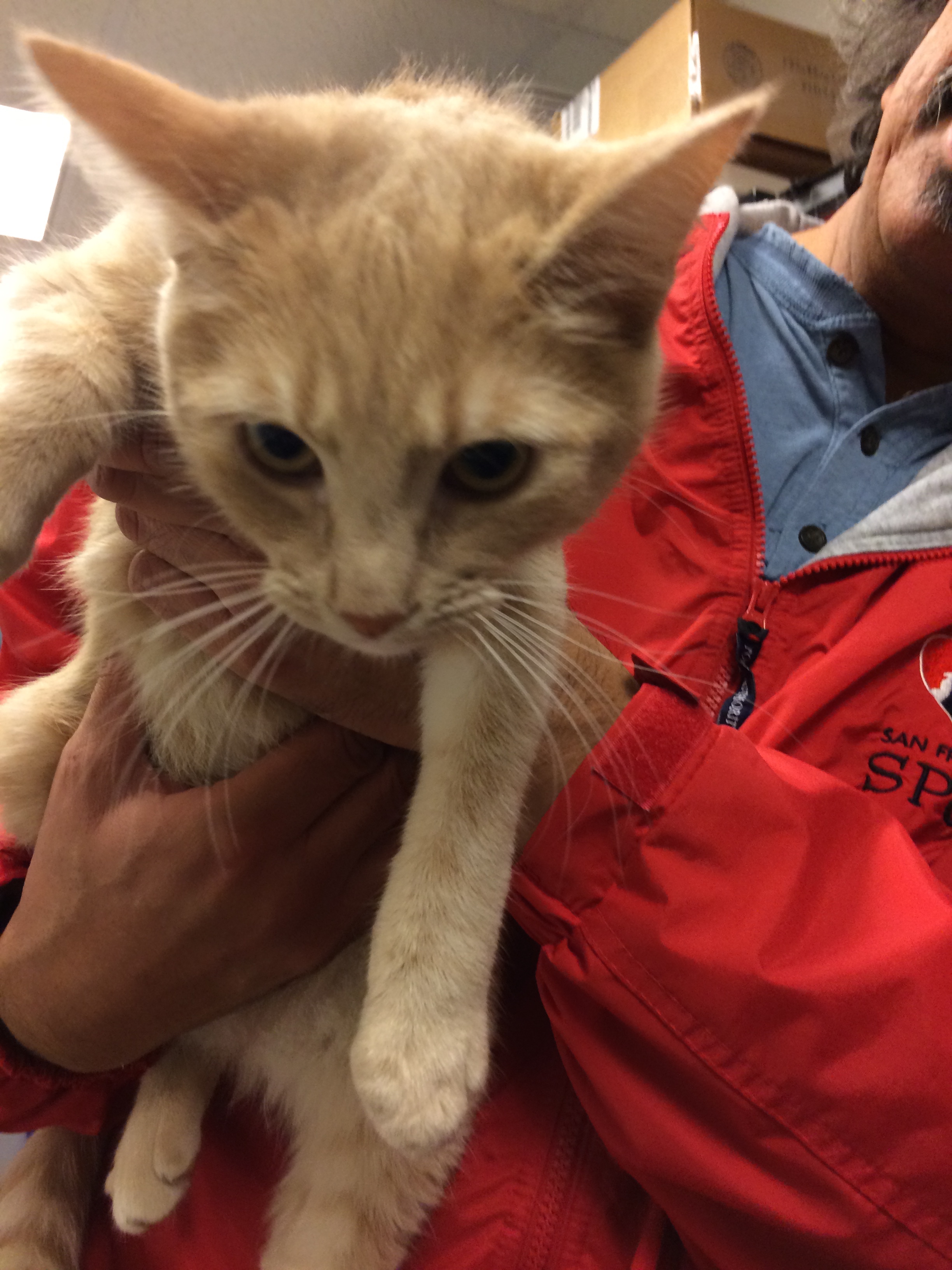 SPCA Volunteer Holding Marmalade Cat