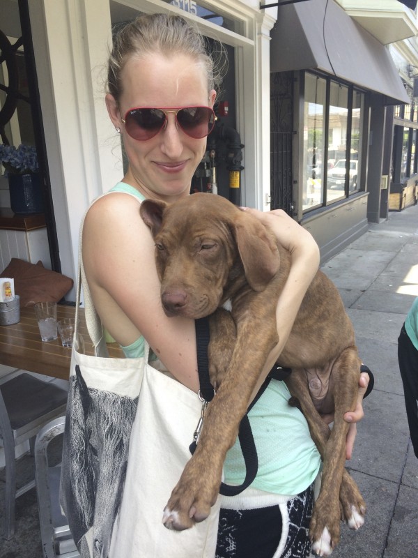 Woman Holding Large Brindled Pit Bull Vizsla Mix Puppy In Her Arms